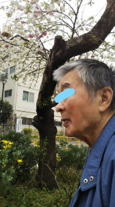 桜下見