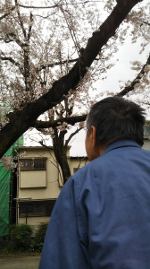 桜下見２